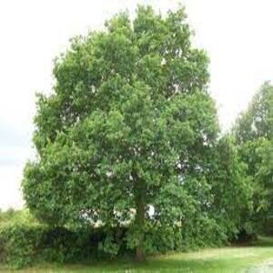 English Oak 