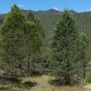 Murray Pine White Cypress Pine