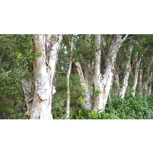 Paper-bark Tea Tree
